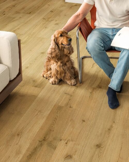 Quick-Step Impressive Truffle Oak Laminat Parke